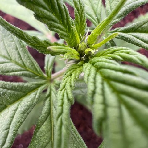 Auto Forbidden Cherry growlog photo: Getting bigger and pre flower