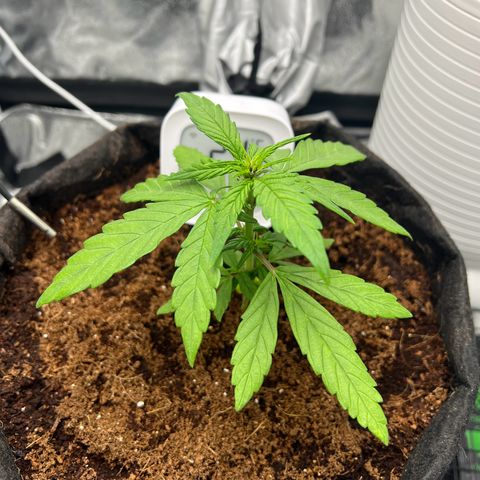 Auto Forbidden Cherry growlog timeline photo