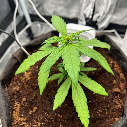 Auto Forbidden Cherry growlog timeline photo