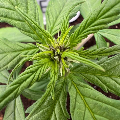 Auto Forbidden Cherry growlog timeline photo