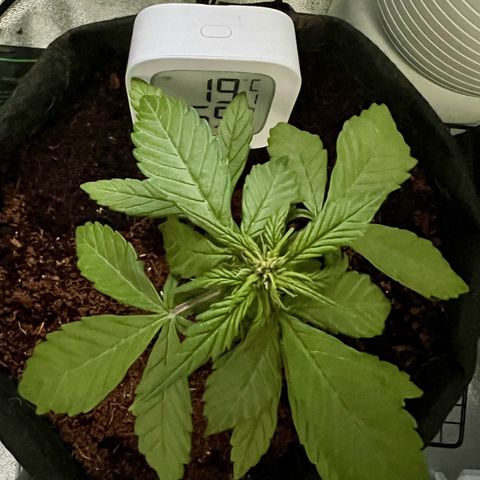 Auto Forbidden Cherry growlog photo: With light off