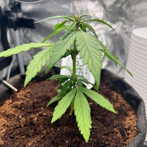Auto Forbidden Cherry growlog timeline photo