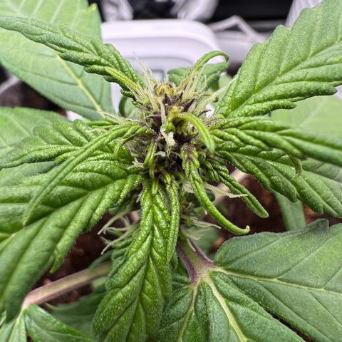 Auto Forbidden Cherry growlog timeline photo