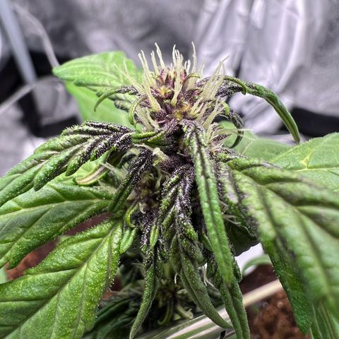 Auto Forbidden Cherry growlog photo: Getting bigger and more developed. Gonna give another feed today and add some Bio-Heaven and Acti-Vera from Biobizz. Not too bad for my first grow but not out the woods yet hoping it’ll be ready for my holiday in Late August 
