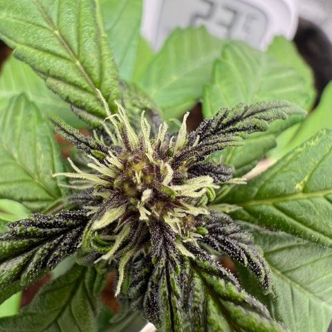 Auto Forbidden Cherry growlog photo: Getting bigger and more developed. Gonna give another feed today and add some Bio-Heaven and Acti-Vera from Biobizz. Not too bad for my first grow but not out the woods yet hoping it’ll be ready for my holiday in Late August 