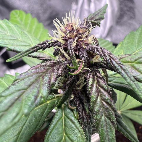 Auto Forbidden Cherry growlog photo: Coming on ok so far 