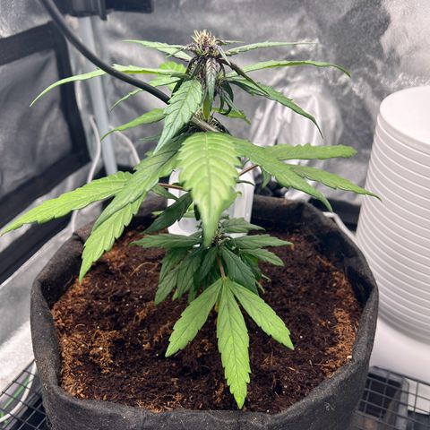 Auto Forbidden Cherry growlog photo: Coming on ok so far 