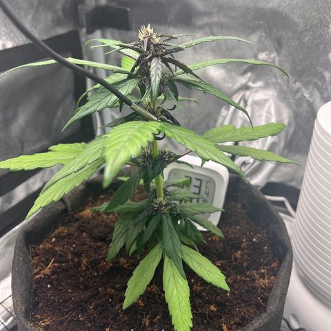 Auto Forbidden Cherry growlog photo: She is tanking on! 