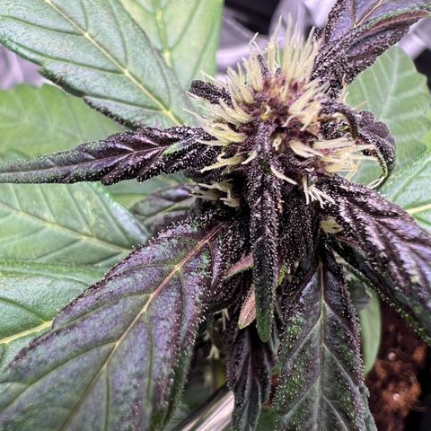 Auto Forbidden Cherry growlog photo: She is tanking on! 