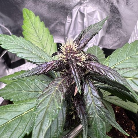 Auto Forbidden Cherry growlog timeline photo