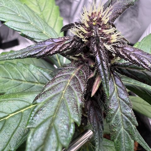 Auto Forbidden Cherry growlog timeline photo