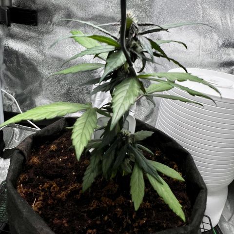 Auto Forbidden Cherry growlog timeline photo