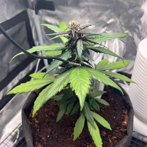 Auto Forbidden Cherry growlog photo: She is looking and beginning to smell nice 