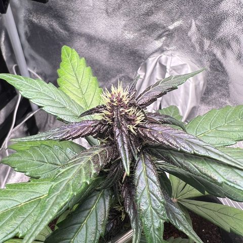 Auto Forbidden Cherry growlog photo: She is looking and beginning to smell nice 