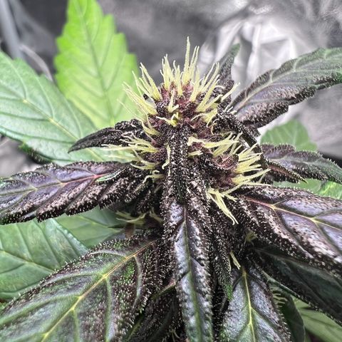 Auto Forbidden Cherry growlog photo: She is looking and beginning to smell nice 