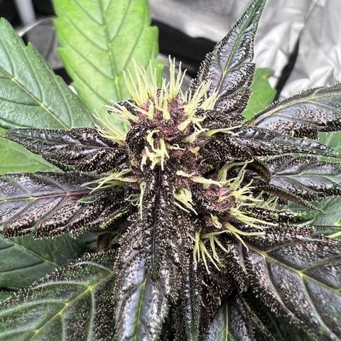 Auto Forbidden Cherry growlog photo: Seems to be going ok