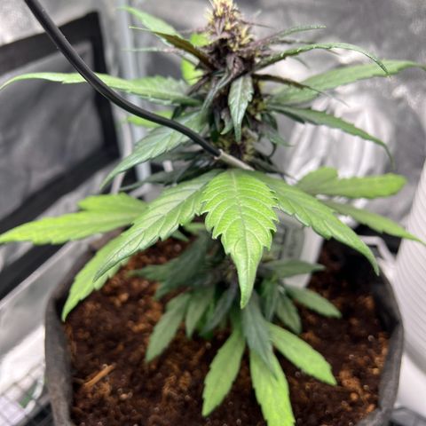 Auto Forbidden Cherry growlog photo: Seems to be going ok