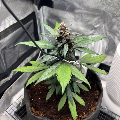 Auto Forbidden Cherry growlog timeline photo