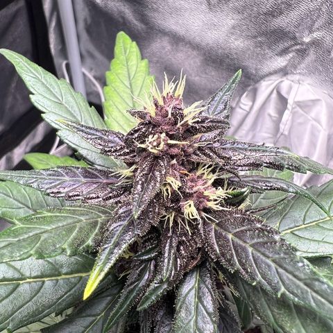 Auto Forbidden Cherry growlog timeline photo