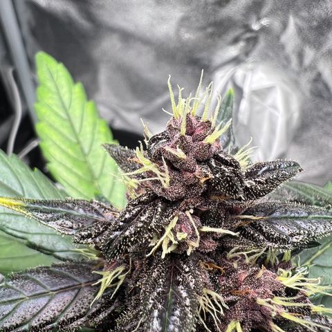 Auto Forbidden Cherry growlog timeline photo
