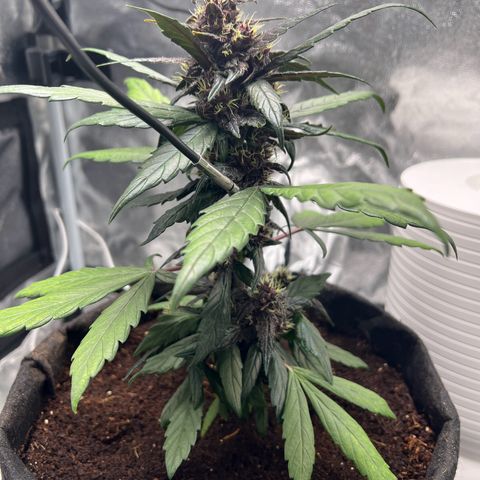 Auto Forbidden Cherry growlog timeline photo
