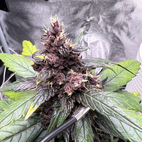 Auto Forbidden Cherry growlog timeline photo