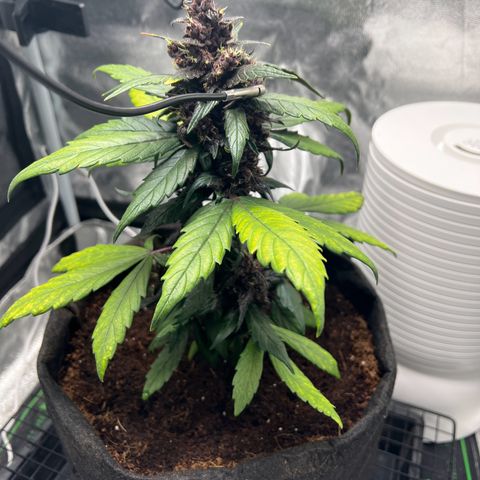 Auto Forbidden Cherry growlog timeline photo
