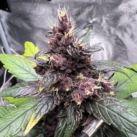 Auto Forbidden Cherry growlog timeline photo