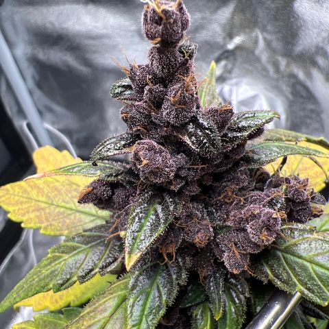Auto Forbidden Cherry growlog timeline photo