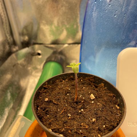 Purple Queen growlog timeline photo