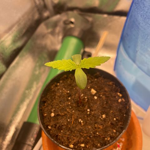 Purple Queen growlog timeline photo