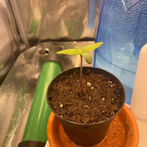 Purple Queen growlog timeline photo