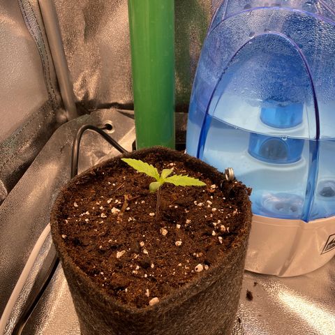 Purple Queen growlog photo: Now transplanted to 2l pot