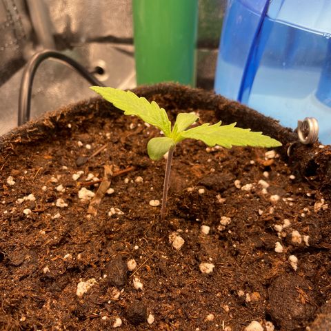 Purple Queen growlog photo: Now transplanted to 2l pot