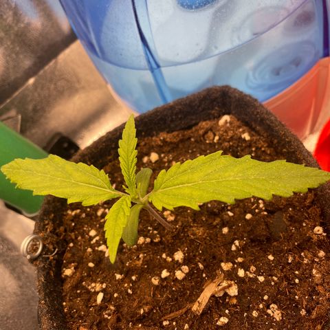 Purple Queen growlog timeline photo
