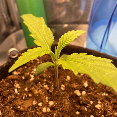 Purple Queen growlog timeline photo