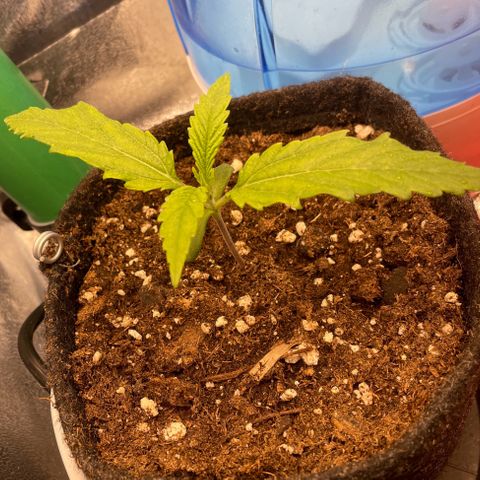 Purple Queen growlog timeline photo