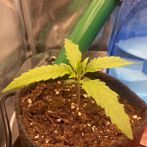 Purple Queen growlog timeline photo