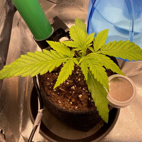 Purple Queen growlog timeline photo