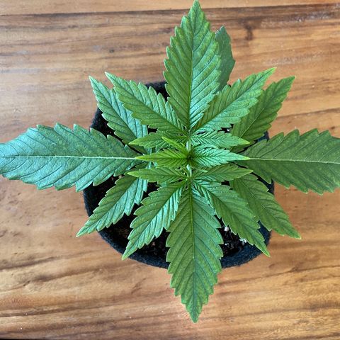 Purple Queen growlog photo: Daylight pic to check the true color 