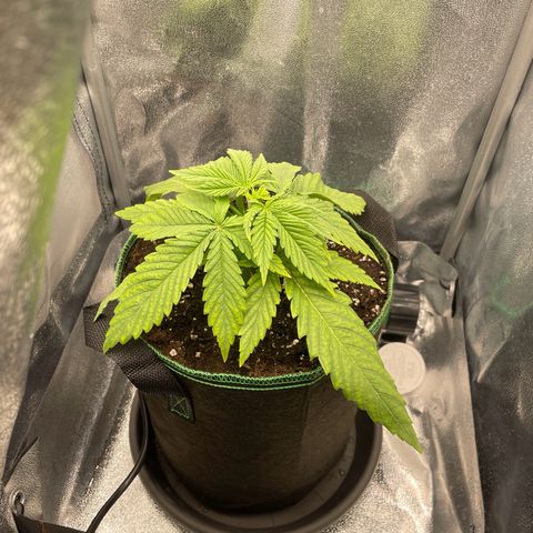 Purple Queen growlog timeline photo