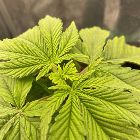 Purple Queen growlog timeline photo