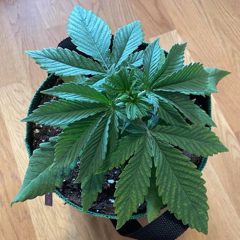 Purple Queen growlog timeline photo