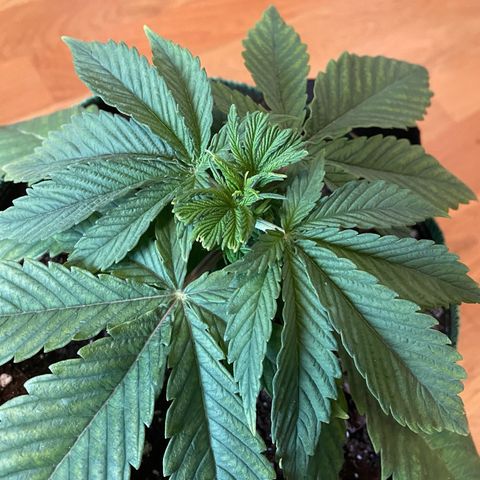 Purple Queen growlog photo: Day 3 after fimming