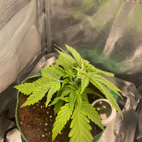 Purple Queen growlog timeline photo