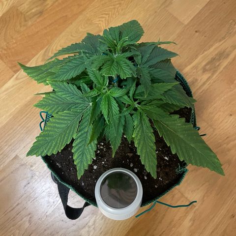 Purple Queen growlog timeline photo