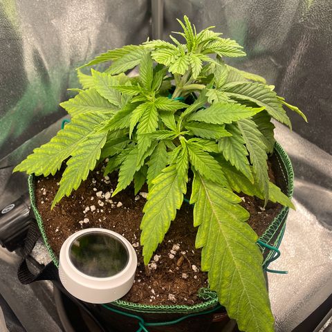 Purple Queen growlog timeline photo