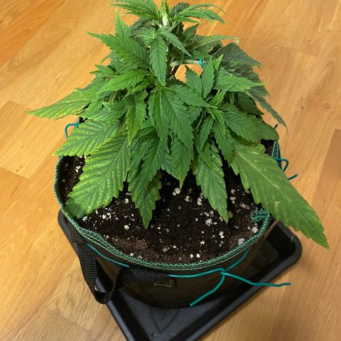Purple Queen growlog timeline photo
