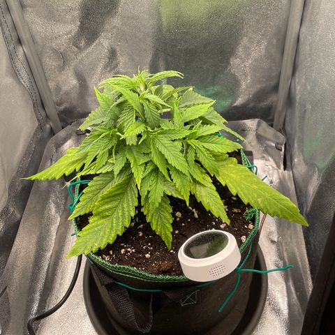 Purple Queen growlog timeline photo