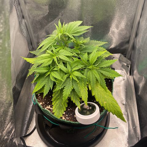 Purple Queen growlog timeline photo